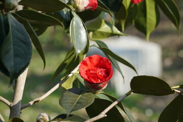 Camelie di primavera