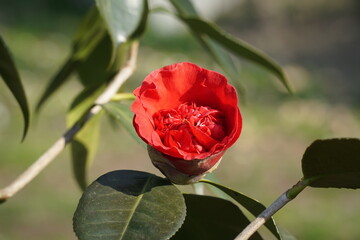 Camelie di primavera