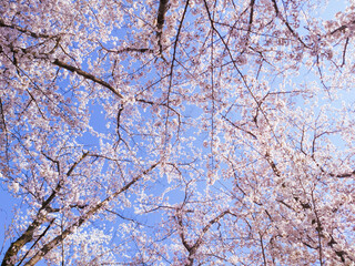 桜と青空,真上