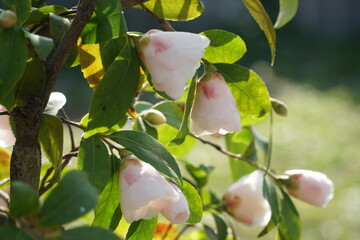 Camelie di primavera