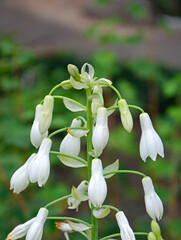 Kwiat galtonia biaława (Galtonia candicans)