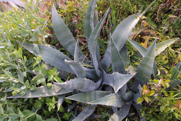 Pianta di Agave mapisaga con altre piante