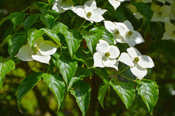 kwitnący na biało dereń kousa (Cornus kousa) 