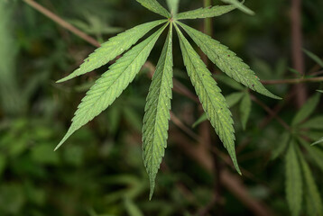A newly grown Cannabis Plant. India has been a very strong mythical and medicinal relationship, known to be used at least as early as 2000 BCE. It has been used by humans throughout recorded history. 