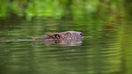 Eurasian beaver, castor fiber, floating under water with his head out. Brown rodent swimming in...
