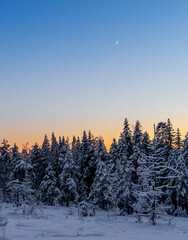 sunset in forest with moon