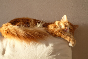 Fluffy red domestic cat sleeping in the sunlight on the sofa
