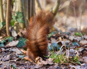 Tail of a European red squirrel in the forest