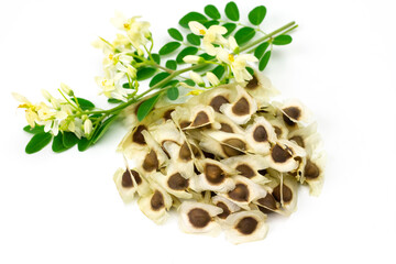 Pile of Moringa seed and moringa flower with leaf isolated on white background. The dried seeds in the pod are ready for propagate. Natural herbs can be extracted into oil for healthcare.