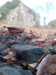 Rote Blätter mit Steinen an einer Mauer