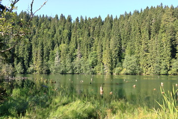 Lacu Rosu, Red Lake, at early autumn, in Transylvania, Harghita county, Romania, locals name it the Killer Lake