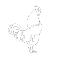 rooster isolated on white