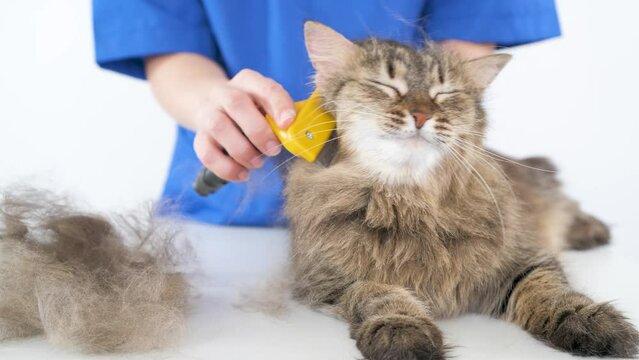 A doctor in a blue coat combs the fur of a cat with a furminator. Grooming in the salon for animals. White background