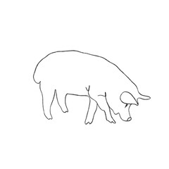 image of a pig