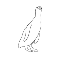 Penguin