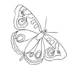 Fototapeta na wymiar butterfly illustration