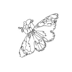 butterfly on white background