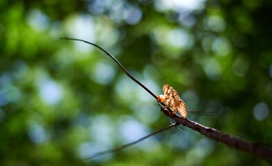 The cicada molt on the black twig