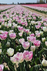tulipes, Jonquière, France