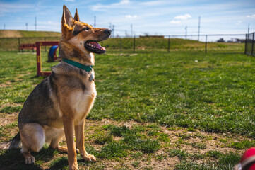 German Shepard sitting