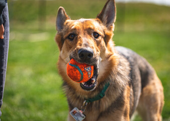 German Shepard playing with ball in her mouth