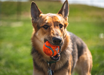 German Shepard Dog looking at camera with ball in her mouth