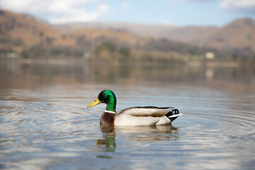 Mallard duck drake on a calm lake