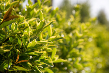 Leaves of green plants under the sunlight