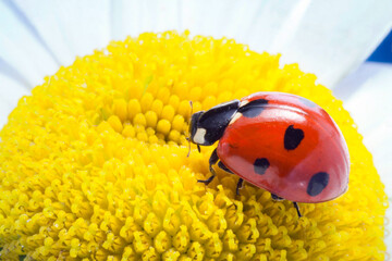 red ladybug on on camomile flower, ladybird creeps on stem of plant in spring in garden in summer © Chepko Danil