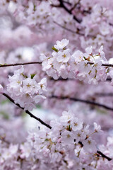 Beautiful flowers of the almond tree wallpaper. Delicate white and pink flower bouquets in backlight from the blossomed tree. Selective focus of branches and blue sky, blur background. Copy space.