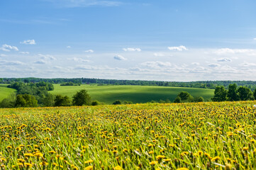 Field with yellow dandelions and blue sky.