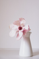 Beautiful fresh pastel pink magnolia flower in full bloom in vase against white background. Spring still life. Copy space for text.