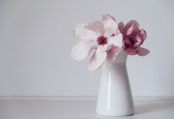 Beautiful fresh pastel pink magnolia flower in full bloom in vase against white background. Minimalist spring still life. Copy space for text.