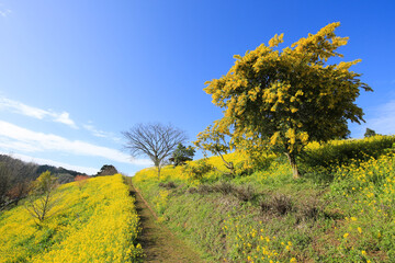 Obraz premium 愛媛県伊予市 犬寄峠の黄色い丘