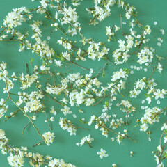 Blossom tree branches against pastel green background. Square flat lay composition, minimal decorative spring joy concept
