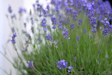 Lavendel