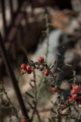 red berries on a plant in the desert