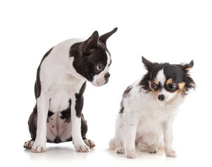 Young Boston terrier with chihuahua