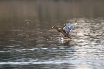 Ducks fly over the river and chase.