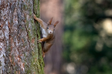 A squirrel in the park jumps on the branches and searches for food.