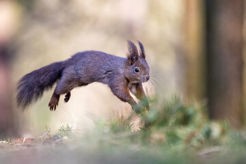 A squirrel in the park jumps on the branches and searches for food.