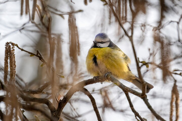 Blue Tit sits on a branch in the park on a tree and rests.