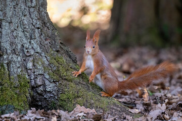 Cute squirrels run around the park looking for nuts.