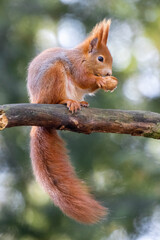A squirrel in the park jumps on the branches and searches for food.