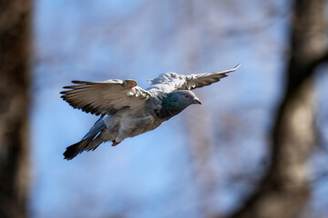 Flying pigeon in the park looking. landing place.