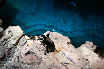 penguins frolic in a large turquoise aquarium