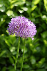 Allium