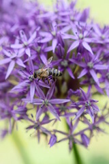 Allium mit Biene