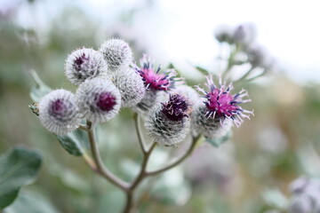 Distel im Feld
