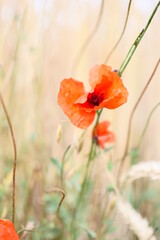 Roter Mohn im Feld